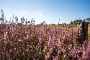 Den Treek Leusden, rays of light over the landscape