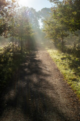 Obraz premium Den Treek Leusden, rays of light over the landscape