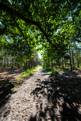 Den Treek Leusden, rays of light over the landscape