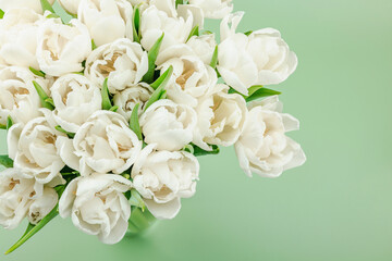 A bouquet of white tulips on a pastel green background. Blooming flowers, festive concept