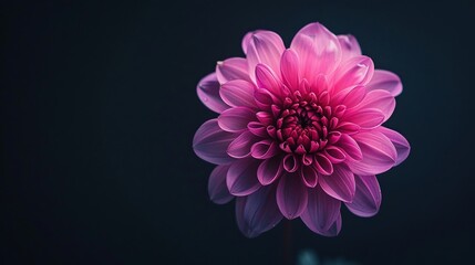 Closeup of a neon pink flower isolated on a black background emphasizing its vivid colors and delicate details