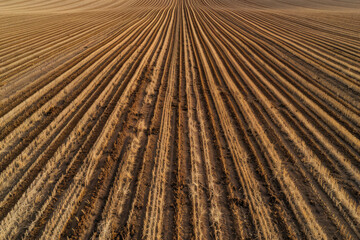 Aerial view of symmetrical rows of crops in a vast agricultural field, creating a mesmerizing pattern that stretches to the horizon.