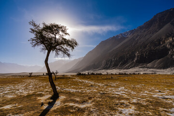 Silhouette Lonely Tree on white sand dunes, sun background and mountain range at Nubra valley India.