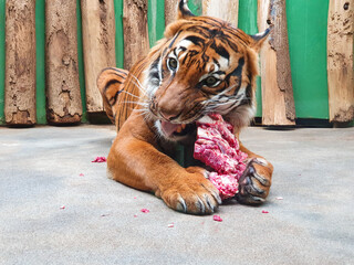Tiger is eating meat in the zoo