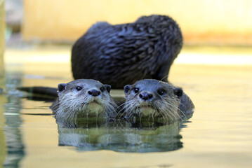 Otters relaxing in a pond of water