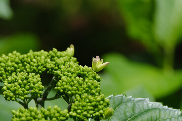 梅雨を待つ紫陽花の小さな花