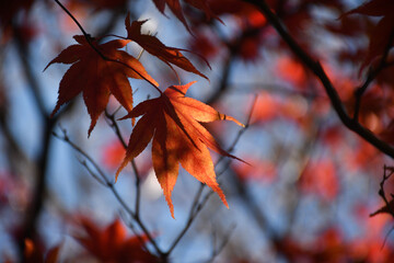 red maple leaves
