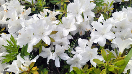 白いツツジ・white azalea・흰 진달래