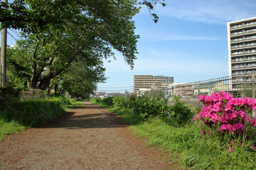 未舗装の歩道と深緑の桜並木