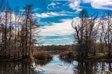 Sunny day at the Brazos Bend State Park