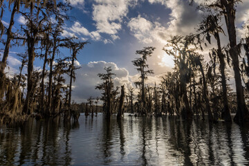 Swamp boat tour in Louisiana