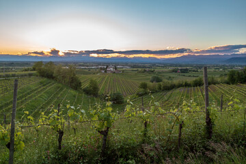 Spring sunset in the vineyards of Rosazzo