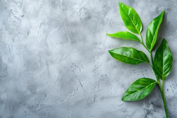 Leaf on Stem Close-Up, Light Gray Wall Backdrop - Environmental Awareness, Peaceful Imagery, Horticulture