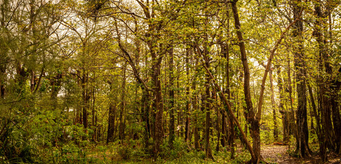 Mixed forest, green deciduous trees The rich natural ecosystem of the rainforest concept is about conservation and natural reforestation.	