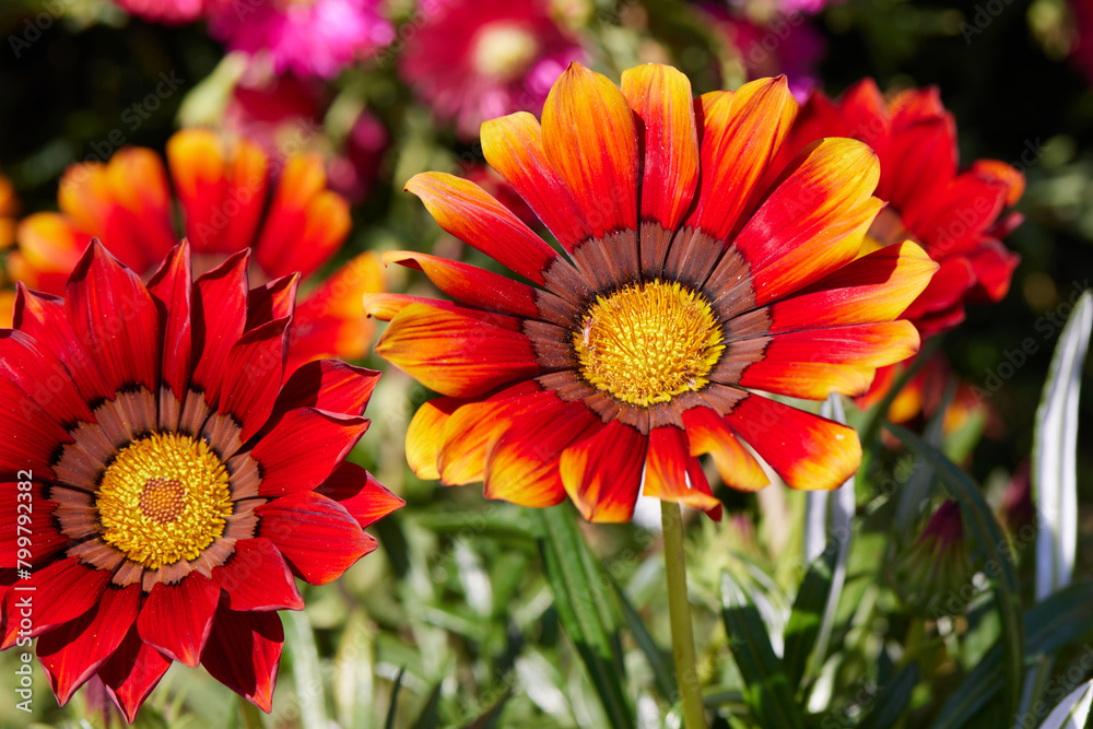 Wall mural red daisy in bloom in spring