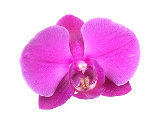 Naklejka na ściany i meble Pink orchid isolated on white background