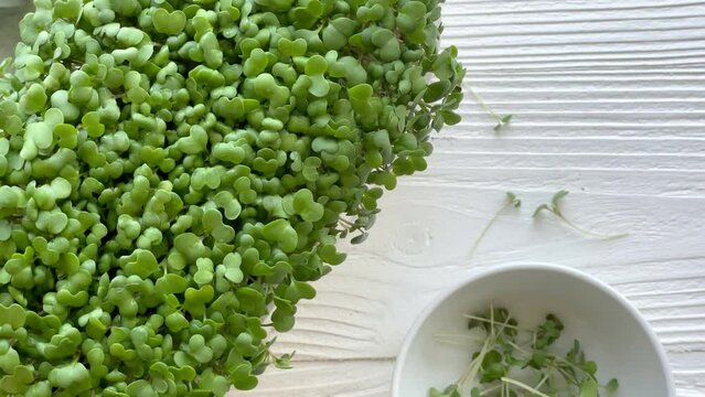 Containers with radish green microgreen sprouts on table.
