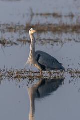 Bar headed goose bird resting in  water with use of selective focus 