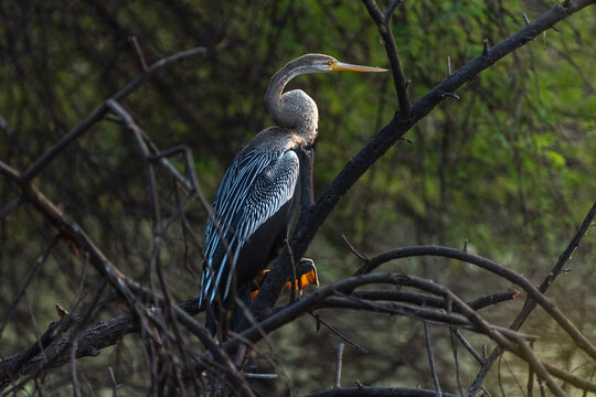 Oriental darter bird perched on a branch with use of selective focus