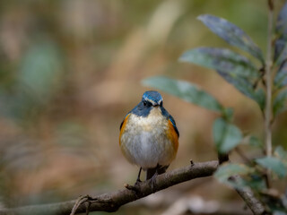 森の中で枝に留まっているルリビタキの雄