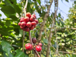 The image shows ripe coffee cherries ready for harvest and a healthy coffee tree.