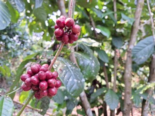 The image shows ripe coffee cherries ready for harvest and a healthy coffee tree.