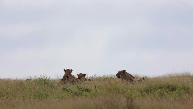 Pride of lions resting in long grass