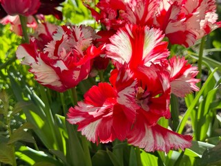 Parrot tulips ruffled flowers Estella Rijnveld striped red and white petals.