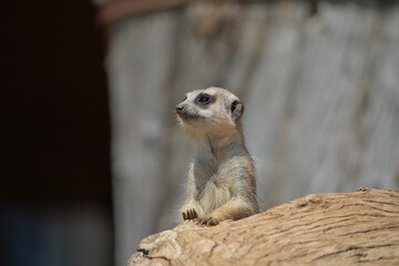 A portrait of meerkat (suricate) on the guard duty, isolated