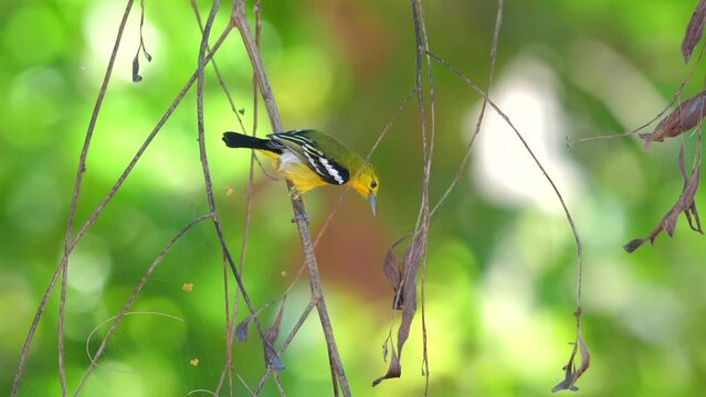 Vibrant tropical bird perched delicately on slender branches amidst lush green foliage. Wildlife and nature conservation.
