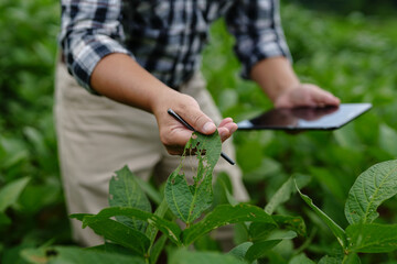 Businessman gardener using tablet Viewing potato plant