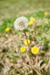 Dandelion amidst city skyscrapers under a clear sky
