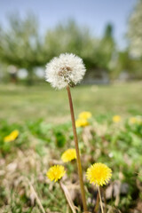 Dandelion amidst city skyscrapers under a clear sky
