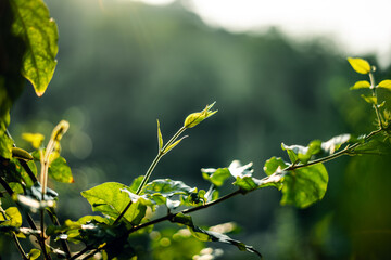 Young leaves and morning light in spring