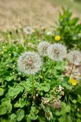 Dandelion amidst city skyscrapers under a clear sky
