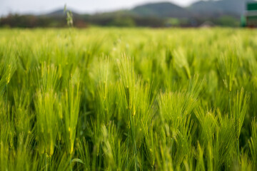 청보리가 푸르게 자라고 있는 청량한 들판