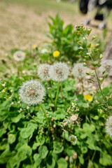 Dandelion amidst city skyscrapers under a clear sky
