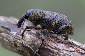 Fichtenrüsselkäfer - Hylobius abietis