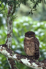 Brown Fish Owl