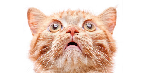Surprised with news with prices black Friday 13th concept. Portrait of a shocked red cat with huge opened eyes on white studio isolated background. Copy paste empty place for text