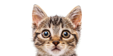 Shocked gray cat with huge opened eyes look into the camera on white studio isolated background. Black Friday 13th surprised with news with prices concept. Copy paste empty place for text