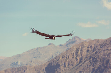 Fototapeta premium bird flying over snow mountains