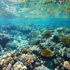 Obraz premium sea, corals, reef, underwater, turquoise water, exotic fish, water, beach, island, ocean, sky, tropical, nature, landscape, reef, travel, coral, underwater, vacation, coast, summer, sand, lagoon, fish