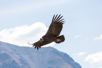 majestic bald eagle in flight against a backdrop