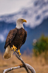 an eagle perched on a tree branch with mountains in the background