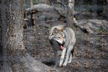 gray wolf close-up in natural conditions on a spring day