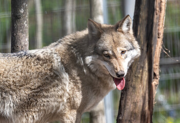 Fototapeta premium gray wolf close-up in natural conditions on a spring day