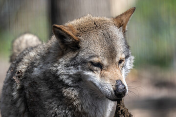 gray wolf close-up in natural conditions on a spring day