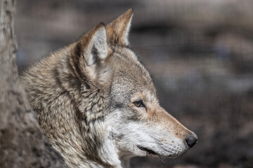 Obraz premium gray wolf close-up in natural conditions on a spring day