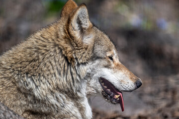 gray wolf close-up in natural conditions on a spring day